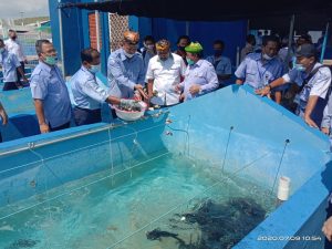 Menteri KKP : Situbondo Tempat Pertama Di Indonesia Produksi Ikan Kerapuh, Baramundi, Dan Lobster