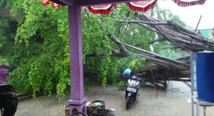 Pohon Beringin di Desa Panyindangan Kulon Tumbang, Sejumlah Warga Terkejut