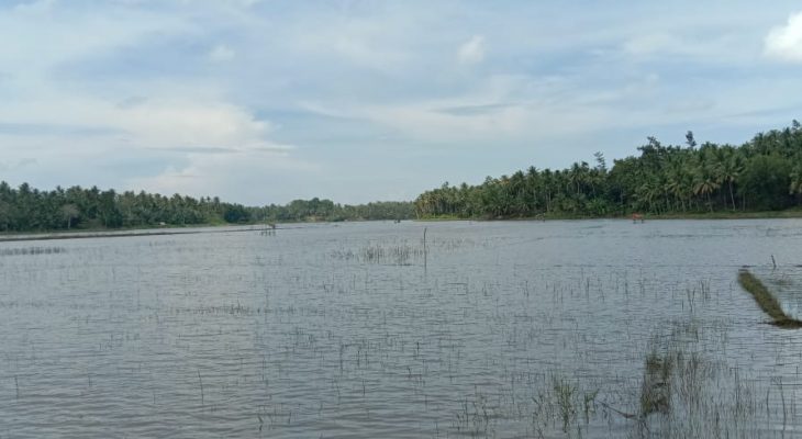 Paya Geurugoh Tergenang, Ribuan Hektar Sawah Terancam Gagal Tanam