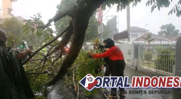 Hujan Deras, Pohon Peneduh di Jalan Gatot Soebroto Purwokerto Roboh