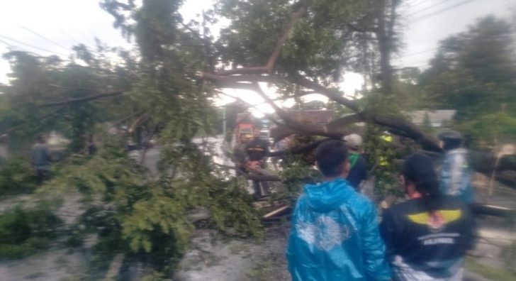 Cuaca Extrim, Beberapa Pohon Tumbang Ke Jalan Raya di Banyuwangi
