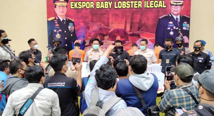 Polisi Berhasil Amankan 5 Tersangka Ekspor Benih Lobster Ilegal