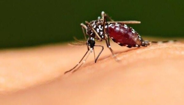 Terkena Malaria, 5 Warga Purworejo Menghembuskan Nafasnya