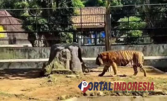 Karyawan Kebun Binatang di Banjarnegara Tewas Diterkam Harimau