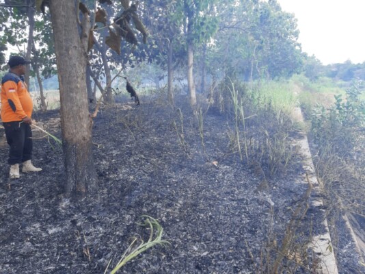 Kebakaran di Lahan Milik Warga Sumberkolak, Sejumlah Pohon Jati Dilalap Api 