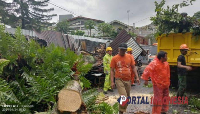 Dilanda Hujan Lebat Disertai Angin Kencang, 5 pohon Di Kota Malang Tumbang