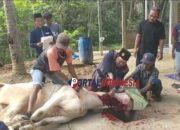 Panti Asuhan Kaligesing Rayakan Hari Raya Idul Adha