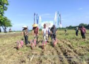 UPTD Pembenihan Purbalingga Jalin Kerja Sama dengan PT. Advanta Indonesia, Didukung Pupuk Kaltim dalam Pembenihan Jagung Hibrida