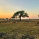 Taman Nasional Baluran Situbondo