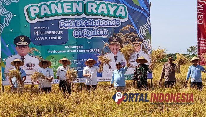 Sukses, Bupati Situbondo Bersama Pj Gubernur  Jawa Timur Panen Padi BK 01 dan 02, Hasilnya Capai 8 Ton Lebih