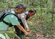 Geger! Serangan Gajah Liar Renggut Nyawa Wanita Hamil di Muara Lakitan