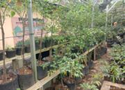 Pemanfaatan Pekarangan untuk Pangan dan Peningkatan Pendapatan Keluarga