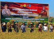Pemkab Sleman Panen Padi di Lahan Tidur, Sebanyak 8,8 Ton Per Hektar