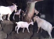 Dalam Semalam, 13 Kambing Warga Baseh Banyumas Digondol Maling