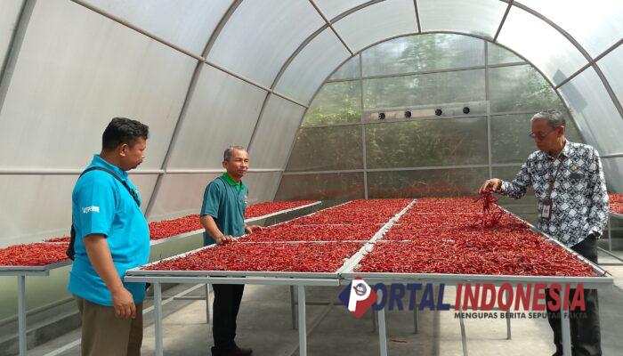 Inovasi Pengeringan Cabai Gunakan Solar Dryer Dome Sangat Efektif