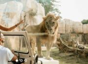 Petualangan Seru di Bali Zoo Gianyar, Tempat Wajib Dikunjungi di Bali!