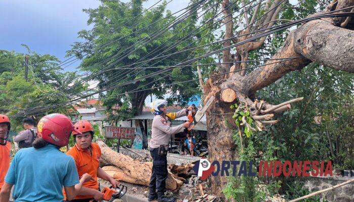 Evakuasi Cepat Tim Gabungan, Hujan Es dan Angin Kencang Tumbangkan Pohon di Sidoarjo