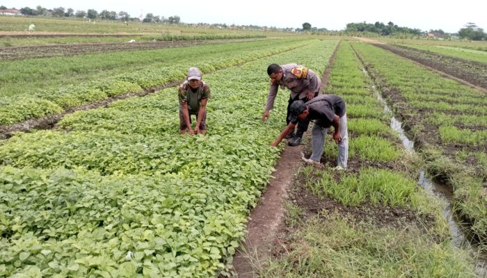 Polsek Tulangan dan Petani Desa Grabangan Bersinergi, Tanam Sayur untuk Ketahanan Pangan Lokal