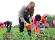 Bantu Ketahanan Pangan, Kapolresta Malang Kota Turun ke Ladang Jagung