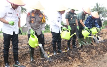 Lahan 1.500 Hektar di Komplek Pakri Ditanami Aneka Macam Tanaman Holtikultura