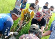 Heboh! Warga Desa Demung Besuki Temukan Mayat Misterius di Persawahan