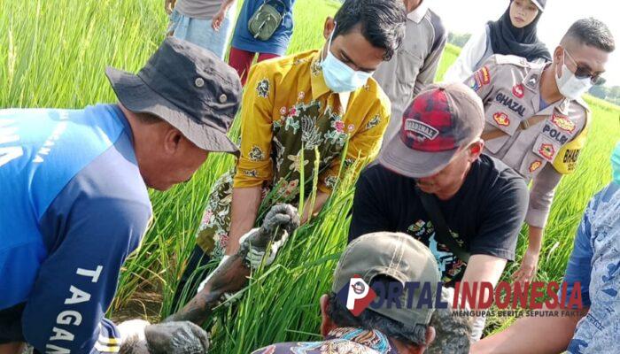 Heboh! Warga Desa Demung Besuki Temukan Mayat Misterius di Persawahan