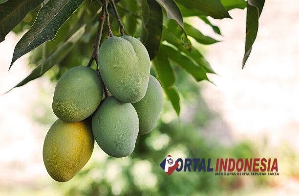 Makan Mangga Setiap Hari? Yuk, Intip Segudang Manfaatnya!