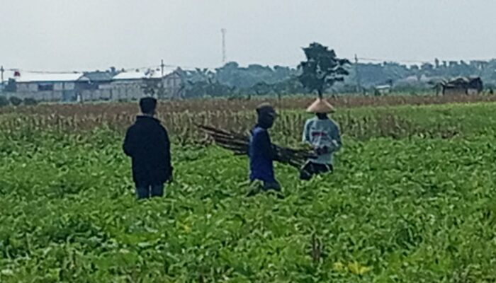 Skandal Penggelapan Uang Sewa Tanah Makam di Kelurahan Kapas Nganjuk : Lurah Diduga Terlibat dalam Pusaran Korupsi