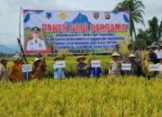 Kapolres Lahat dan Forkopimda Bersama Masyarakat Panen Padi, Wujudkan Ketahanan Pangan di Kikim Selatan