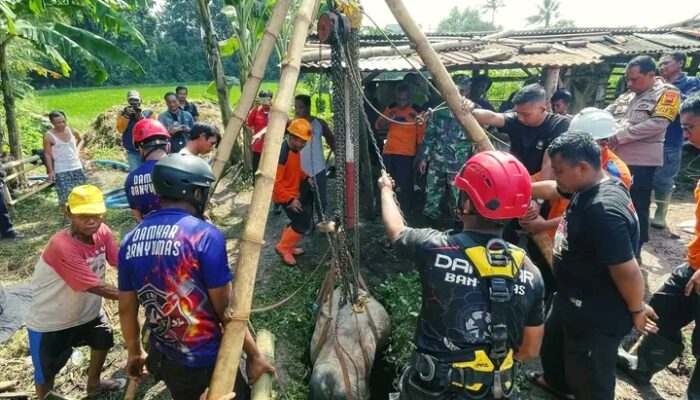 Sapi Seberat 400 Kg Tercebur Sumur di Banyumas, Proses Evakuasi 3 Jam