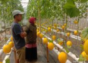 Pemuda Asal Sirau Banyumas Ini Berhasil Budidayakan Ratusan Tanaman Melon Sistem Hidroponik