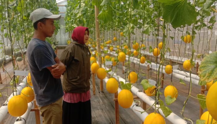 Pemuda Asal Sirau Banyumas Ini Berhasil Budidayakan Ratusan Tanaman Melon Sistem Hidroponik