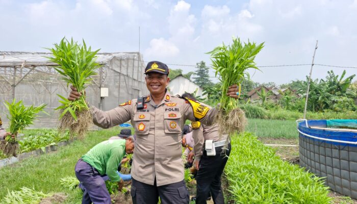 Polsek Balongbendo Panen Kangkung Bersama Warga