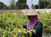 Harga Cabai Diatas HPP, Pemkab Sleman Siapkan Langkah Stabilisasi