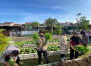 Panen Perdana, Kolaborasi Polsek Sedati dan Warga Swan Regency Dorong Ketahanan Pangan