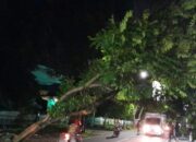 Angin Kencang Terjang Malang Raya, Pohon Tumbang Timpa Pengendara