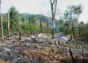 LBH Cakra: Perhutani Harus Bertanggung Jawab atas Hancurnya Hutan Kayumas