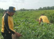 Kapolsek Krian Tinjau Ketahanan Pangan di Desa Junwangi, Dukung Pertanian Warga