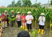 Sinergi Kapolsek Porong dan Warga Panen Raya Jagung di Lapas Kelas I Surabaya
