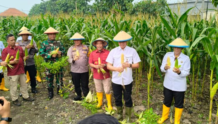Sinergi Kapolsek Porong dan Warga Panen Raya Jagung di Lapas Kelas I Surabaya