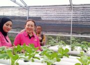 Polresta Sidoarjo dan Bhayangkari Perkuat Ketahanan Pangan Lewat Program P2L