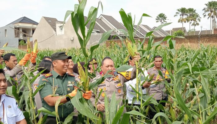 Kapolresta Malang Kota Gandeng Mahasiswa dalam Panen Raya Jagung Serentak