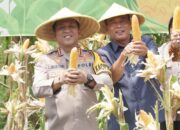 Polresta Sidoarjo Panen Raya Jagung Tahap I, Dorong Swasembada Pangan