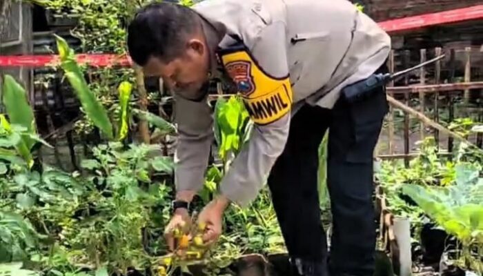 Kapolsek Tulangan Pantau Ketahanan Pangan, Dorong Kemandirian Warga