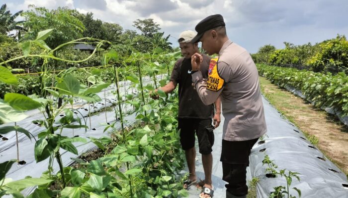 Bhabinkamtibmas Sambibulu Dukung Ketahanan Pangan, Cek Perkembangan Program P2L