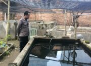 Polsek Tarik Bantu Warga Kembangkan Budidaya Lele untuk Ketahanan Pangan