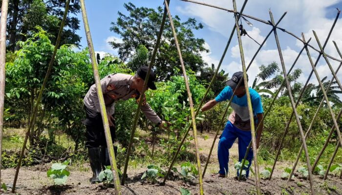 Bhabinkamtibmas Sambibulu Dorong Ketahanan Pangan Lewat Hortikultura