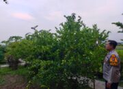 Bhabinkamtibmas Masangan Kulon Dorong Petani Maksimalkan Hasil Kebun