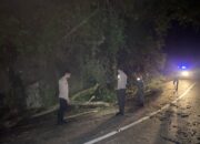 Pohon Tumbang di Jalur Arak-arak, Arus Lalu Lintas Sempat Tersendat