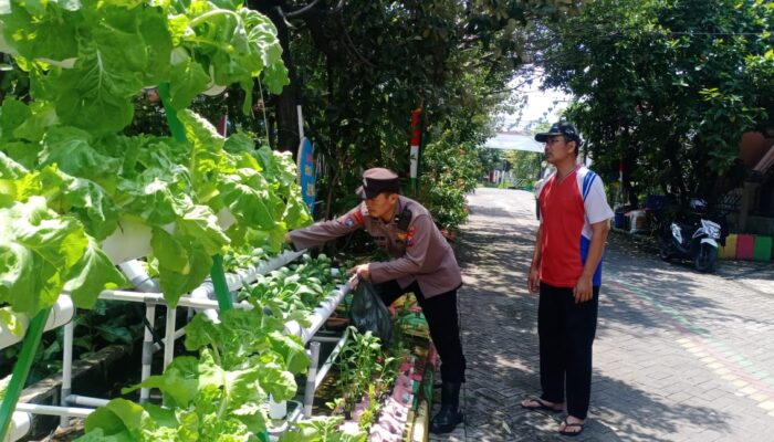 Warga Perum MCG Semangat Bertani Hidroponik, Dukung Ketahanan Pangan Mandiri